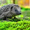 Ein Igel in einem Freigehege (Symbolbild).