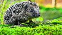 Ein Igel in einem Freigehege (Symbolbild).