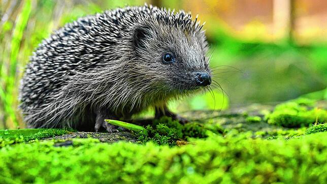Ein Igel in einem Freigehege (Symbolbild).