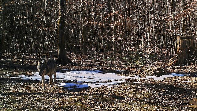 Ende Februar tappte in Erlinsbach im Schweizer Kanton Aargau ein Wolf in eine Fotofalle. Anfang Juni würde möglicherweise ein Wolf bei ...