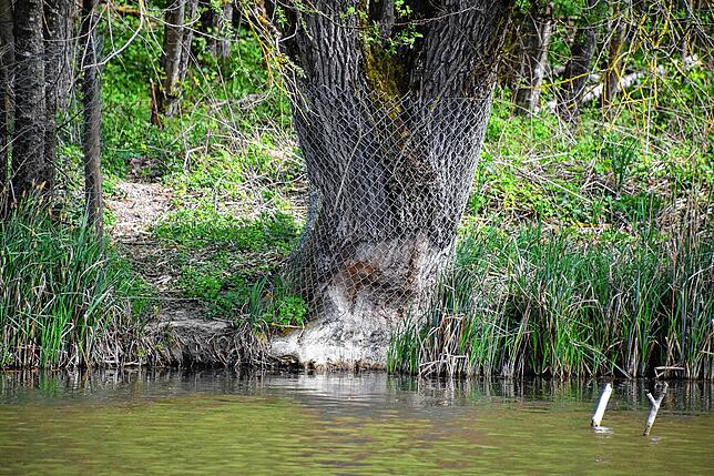 Vom Wasser aus haben Biber diesen Baum angenagt. Inzwischen hat der Stamm eine Drahthose als Schutz.