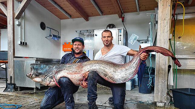 Maurice Karr (links) und Florian Haag vom Angelsportverein Langenargen haben auf dem Bodensee einen Riesen-Wels gefangen.