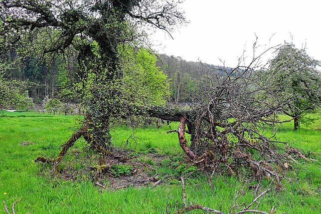 Bild 10: Streit um das Freiwiesle: So sieht die Streuobstwiese aktuell aus