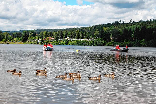 Ganz ungeniert kreuzt eine Familie Nilgänse um Uferbereich den Weg des letzten Teilnehmers beim Hobby-Triathlon „Laien Man“