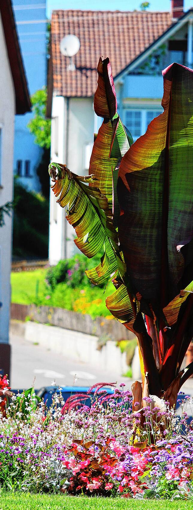 Eine Bananenpflanze in Uhldingen-Mühlhofen? Ja, die gibt es! Die Frage aller Fragen ist und bleibt aber: wo?