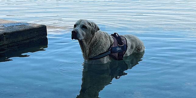 Hündin Zara will das Wasser gar nicht mehr verlassen. Besonders für alte Hunde ist das kühle Nass im Sommer eine Wohltat.