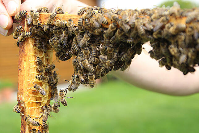 Propolis.