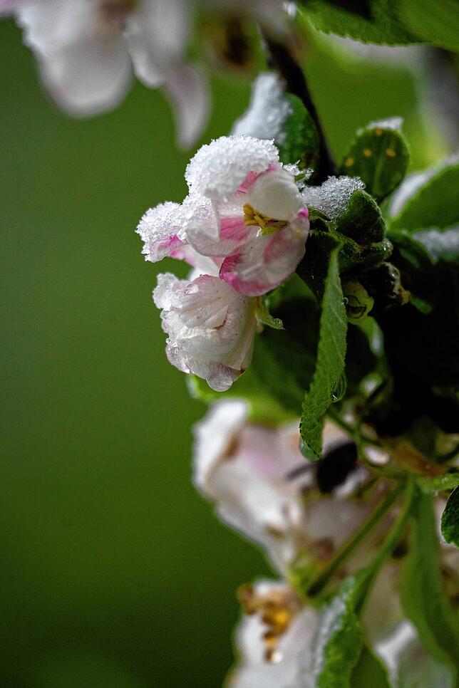 Eiskristalle liegen auf den Blüten und Blättern eines Apfelbaums. Das Wetter bleibt wechselhaft. Manche Obstbauern fürchten wegen des ...