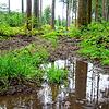 Nass, nasser, November &ndash; der vergangene Monat bescherte sowohl den Menschen als auch dem heimischen Wald reichlich Niederschlag. ...