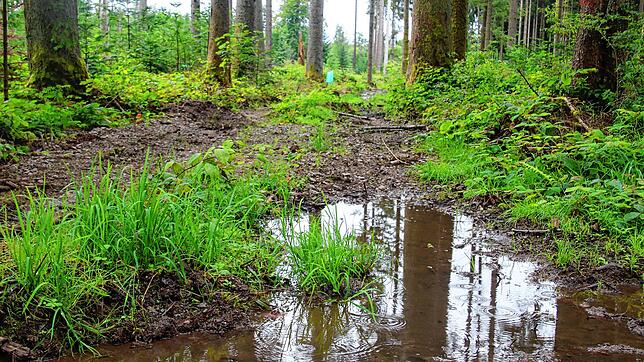 Nass, nasser, November &ndash; der vergangene Monat bescherte sowohl den Menschen als auch dem heimischen Wald reichlich Niederschlag. ...