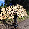 Revierleiter Patrick Egle zeigt im Hochwald bei Fützen diesen Holzstoß: 350 Baumstämme, &bdquo;alles Käferholz&ldquo; sagt er. Bild: ...