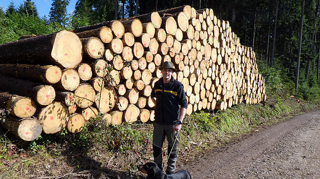 Revierleiter Patrick Egle zeigt im Hochwald bei Fützen diesen Holzstoß: 350 Baumstämme, &bdquo;alles Käferholz&ldquo; sagt er.