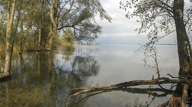 Wo der Rhein in den Bodensee fließt, liegt das artenreichste Naturschutzgebiet Vorarlbergs. Das Rheindelta mit dem Rohrpitz ist ein ...