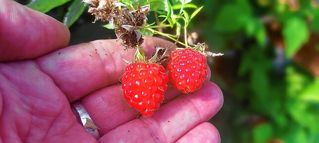 Die in Himbeeren enthaltenen Gerbstoffe und Säuren unterstützen die Leber bei der Entgiftung. Zitronensäure wirkt sich auf den ...