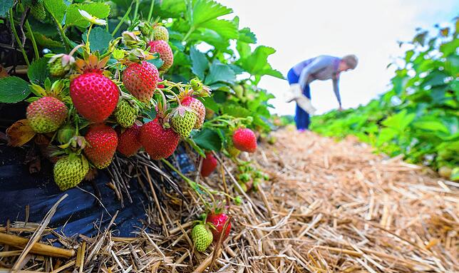 Die Erdbeeren wachsen gerade gut. Die Saison hat den Höhepunkt gerade überschritten.