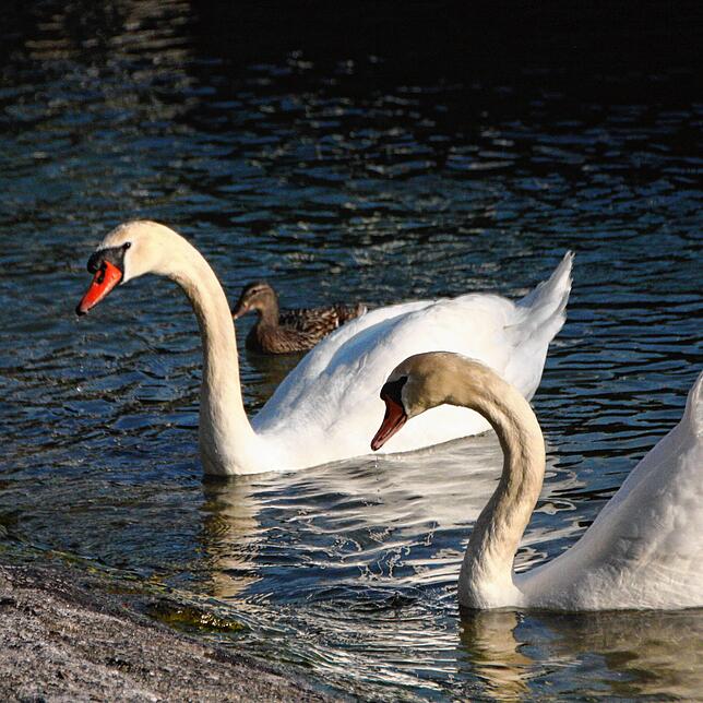 Das ist das Schwanenpaar, dessen Nest mit Gelege ins Wasser geglitten ist.