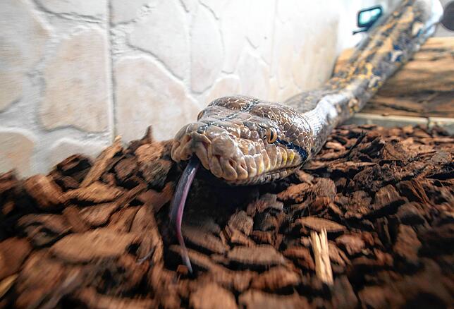 Die sechs Meter lange und 60 Kilo schwere Python Antonia II. unterwegs im neuen Terrarium.