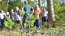 Eine junge Douglasie vor der Gruppe einer Radolfzeller Waldbegehung mit Revierförster Gerhard Heizmann (grünes Hemd). Die Douglasie gilt ...