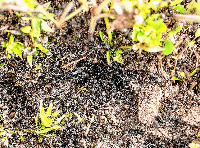 Invasive Ameisen der Art Tapinoma magnum sind auf einer Fläche in der badischen Stadt Kehl zu sehen.