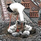 Der Nachwuchs auf dem Bischofschloss wird von seinen Eltern gut versorgt.
