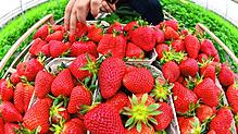 Baden-Württemberg, Oberkirch-Stadelhofen: Beim Beerenhof Ell werden in einem Folientunnel Erdbeeren geerntet.