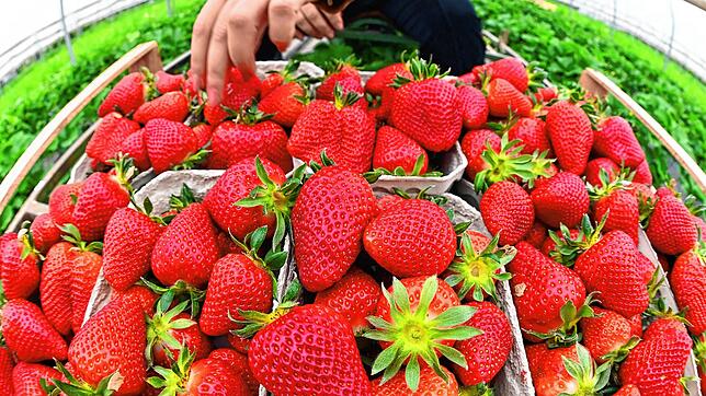Baden-Württemberg, Oberkirch-Stadelhofen: Beim Beerenhof Ell werden in einem Folientunnel Erdbeeren geerntet.