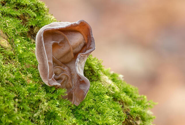 Judasohr (Auricularia auricula-judae).