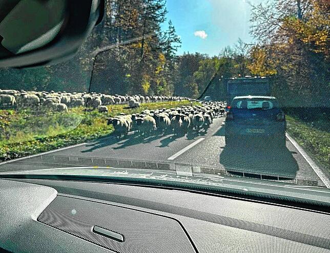 Auf WhatsApp kursierte am Mittwochvormittag eine Aufnahme, die die Herde auf der Straße zwischen Wollmatingen und Dettingen zeigt. ...