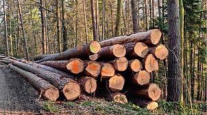 Der Ertrag aus dem Holzverkauf liegt dank guter Preise auf dem Markt bei 494.000 Euro gegenüber der kalkulierten Summe von 360.000 Euro. ...