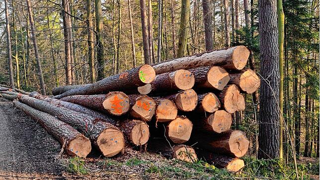 Der Ertrag aus dem Holzverkauf liegt dank guter Preise auf dem Markt bei 494.000 Euro gegenüber der kalkulierten Summe von 360.000 Euro. ...