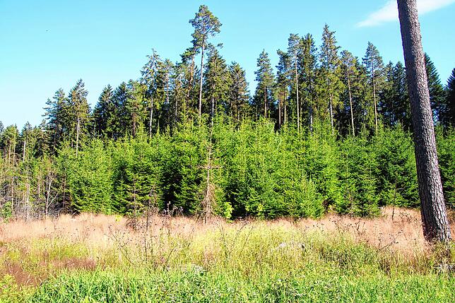 So sieht das 2019 abgebrannte Waldstück heute aus. Neu gepflanzte Bäume wachsen dort nach und nach heran.