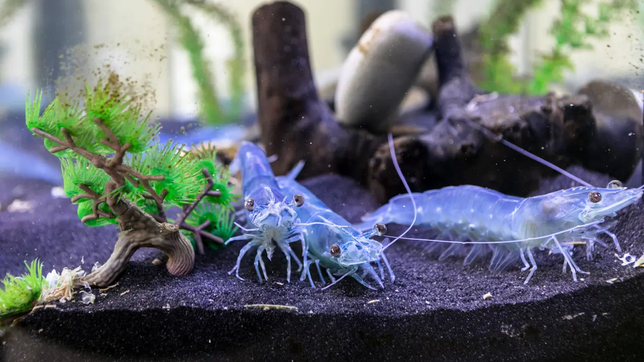 Swiss Shrimp hat in Rheinfelden künstliche Meeresbecken geschaffen, in denen eine Million Crevetten heranwachsen.
