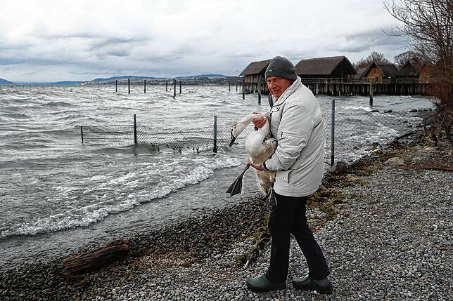 Am Wasser angekommen: Bernhard Waurick auf den letzten Metern seiner Rettungsaktion. Er setzt den Schwan ab, damit dieser wieder in den ...