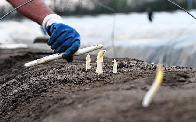 Arbeiter stechen zum Auftakt der Spargelsaison ersten Spargel auf einem Spargelfeld des Anbaubetriebs Schreiber.