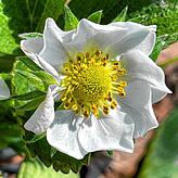 Zum Vergleich: Diese Blüte ist gesund. Sie ist nicht dem Frost zum Opfer gefallen.