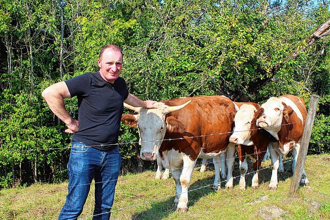 Wenn er ruft, kommen die Jungrinder sofort: Hubert Schönenberger schaut nach seinen Tieren und hat für jedes ein paar Streicheleinheiten ...