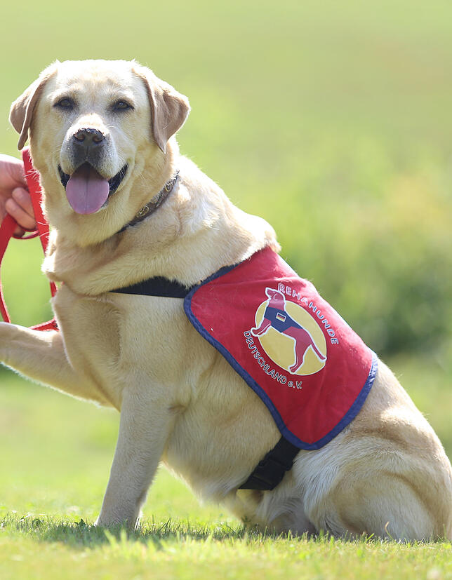 Labrador Retriever