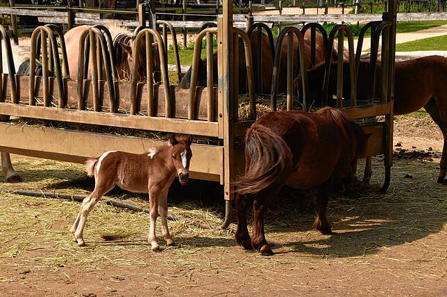 Ponys sind an sich schon niedlich, doch ihre Fohlen sind an Charme fast nicht mehr zu übertreffen.