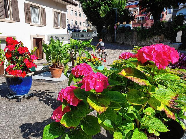 An der Kreuzung von der Amthausstraße zur Mühlegasse, der steilsten Straße von Waldshut, erfreut dieser bunte Blumenschmuck eines ...