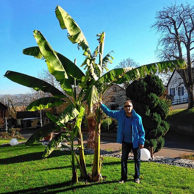 Peter Seibt wirkt neben der Bananenstaude richtig klein.