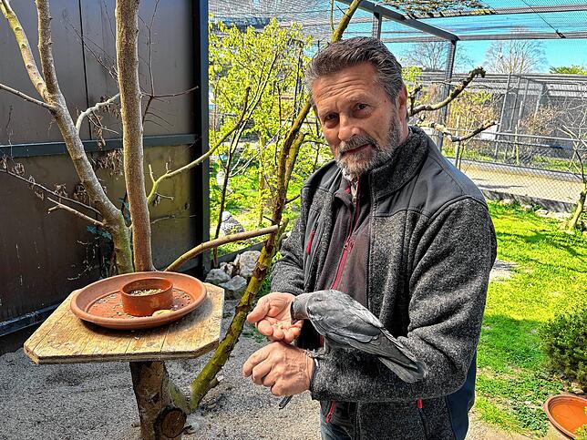 Bruno Gardelli leitet die Storchenstation Möhlin seit 2019. Auf dem Bild ist er mit Dohle Moritz zu sehen.