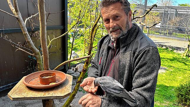 Bruno Gardelli leitet die Storchenstation Möhlin seit 2019. Auf dem Bild ist er mit Dohle Moritz zu sehen.