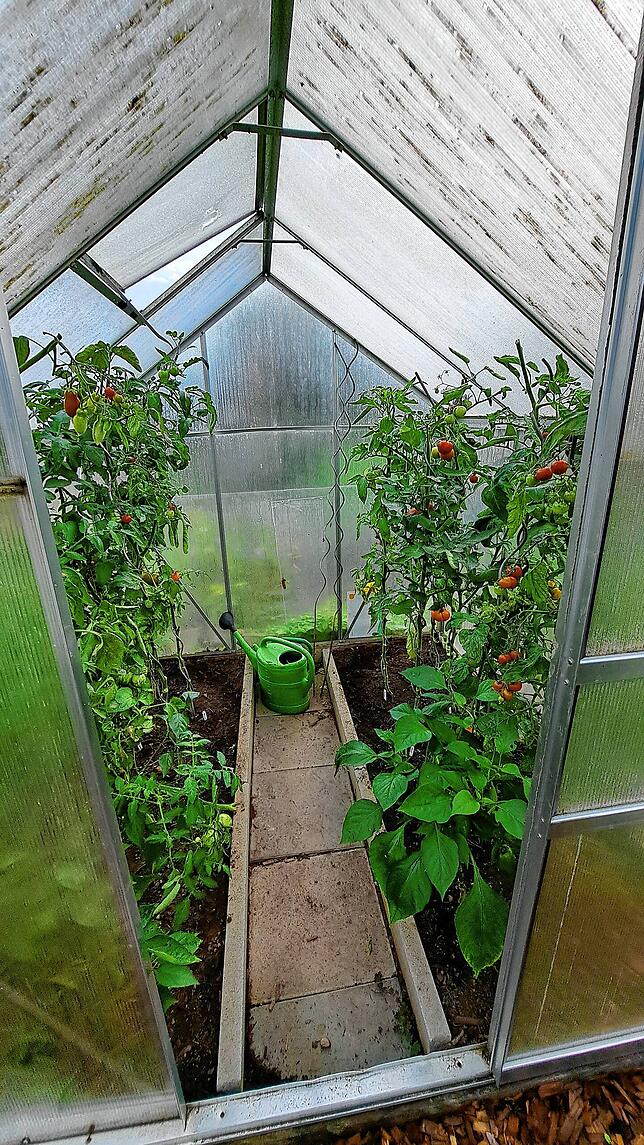 In einem Gewächshaus ziehen die Schüler der Erich-KästnerSchule aktuell Tomaten.