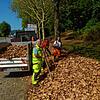 Ja, ist denn schon Herbst? Viele Bäume, wie hier die Platanen, verlieren wegen der Trockenheit bereits jetzt ihre Blätter: Mickele ...