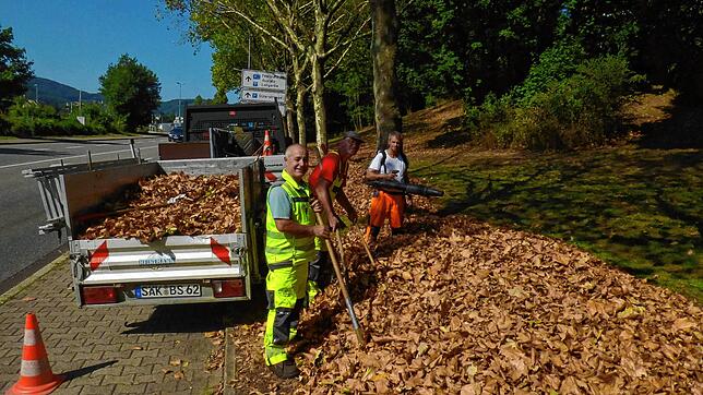 Ja, ist denn schon Herbst? Viele Bäume, wie hier die Platanen, verlieren wegen der Trockenheit bereits jetzt ihre Blätter: Mickele ...