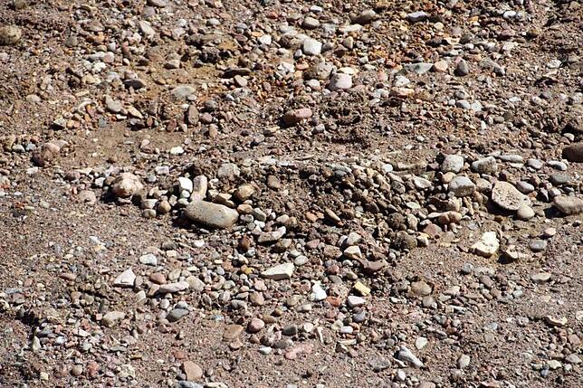 Typisch für das einst von der Donau angewemmmte Gestein aus dem Schwarzwald sind diese Kiesel in den dunkleren Farben, die sich von dem ...