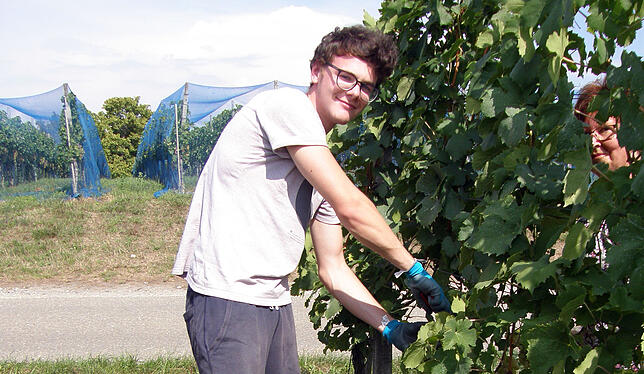 Erntehelfer Leonard Wagener ist zum ersten Mal bei der Weinlese auf der Reichenau dabei. "Es ist anstrengend, aber macht schon Spaß", ...