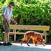 Mit der Nase tief am Boden verfolgt die Irish Setter-Hündin Sky von Bernd Gimbel die Spur der vermissten Person. Trainerin Silke ...