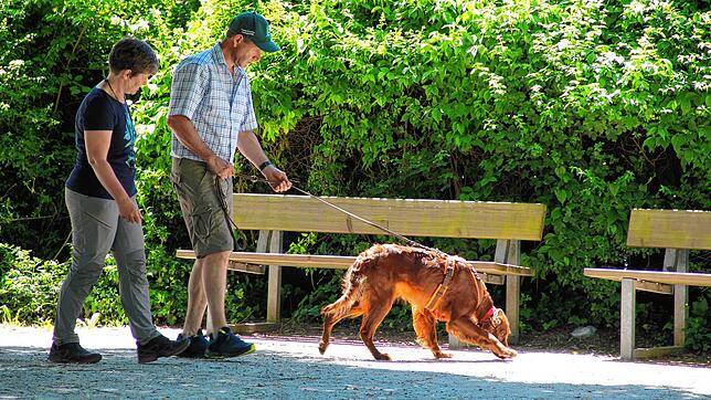 Mit der Nase tief am Boden verfolgt die Irish Setter-Hündin Sky von Bernd Gimbel die Spur der vermissten Person. Trainerin Silke ...