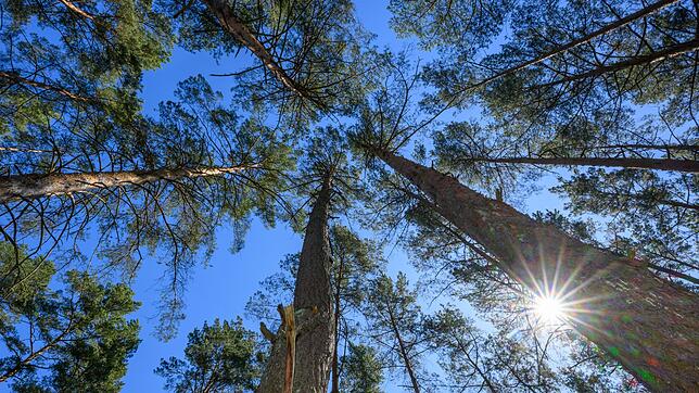 Die höchsten Bäume der Welt ragen bis zu 115 Meter hoch in die Luft.